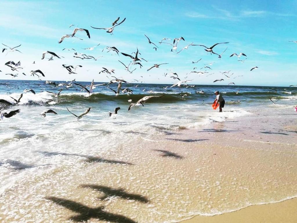 Praia da Torreira à Vista