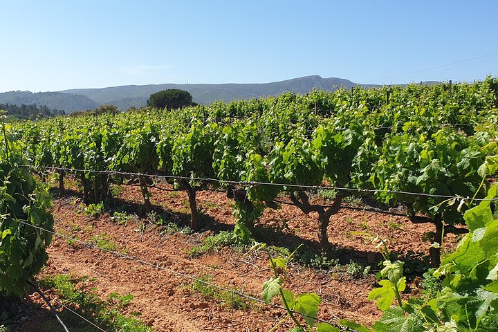 Private Tour of Azeitão / Palmela / Setúbal Wines