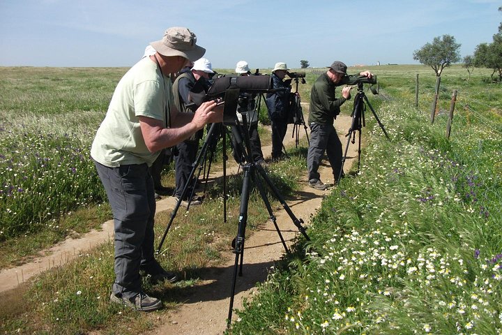 Birdwatching day around Castro Verde