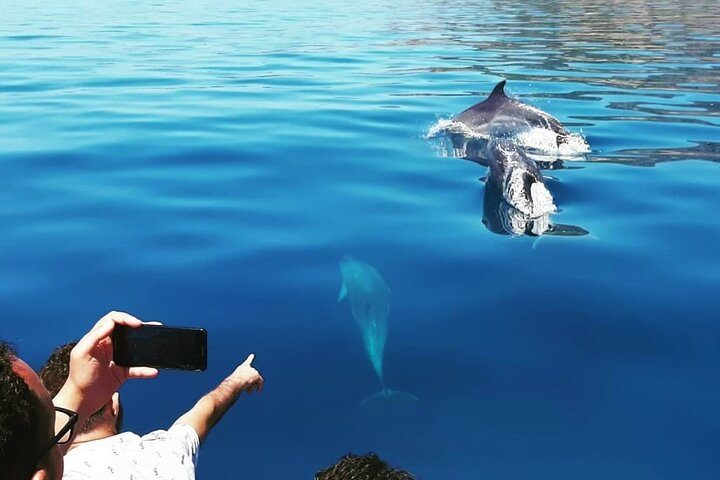 Dolphin Watching and Boat Tour in Sesimbra