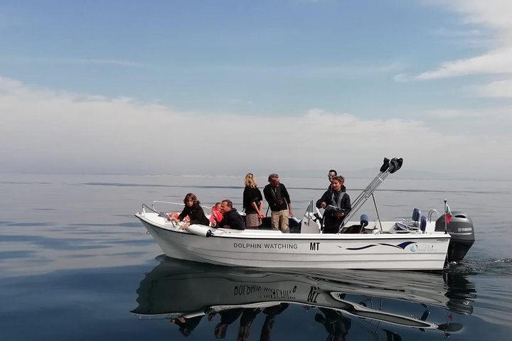 Small Group Dolphin and Wildlife Watching Tour in Faro