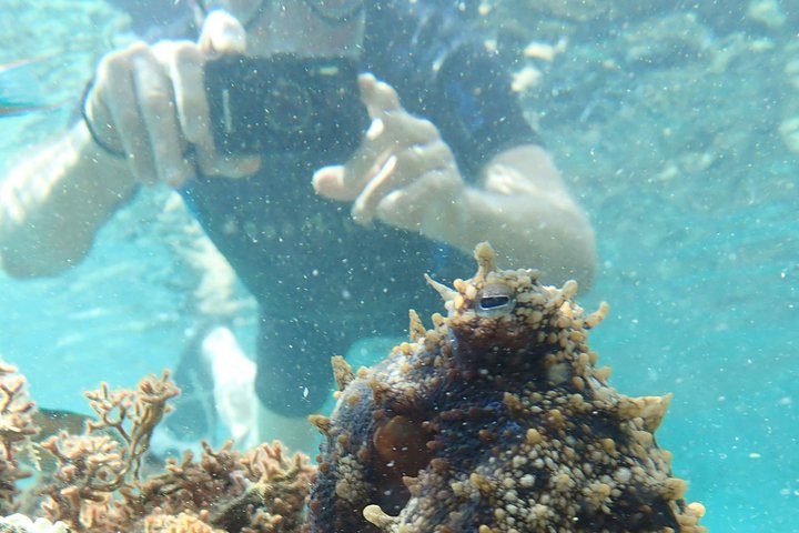 Porto Santo Snorkeling Tour