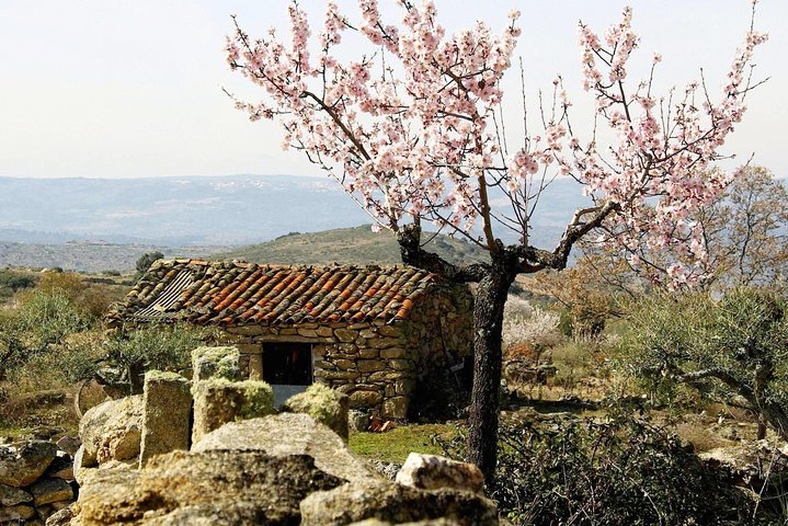 The Almond Blossom