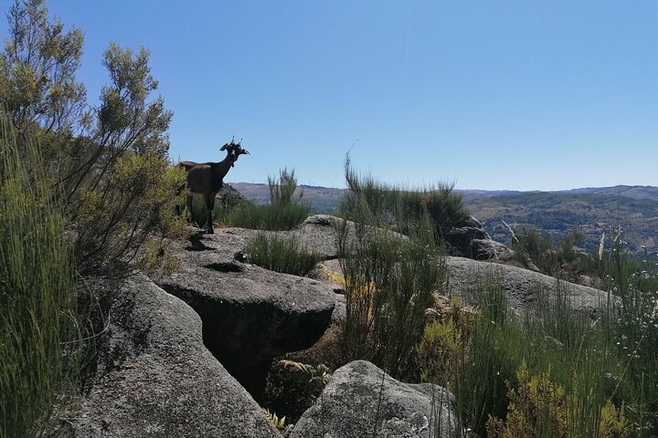 Live like a local - 3-Day Experience in Gerês Mountain with Local Food Tasting