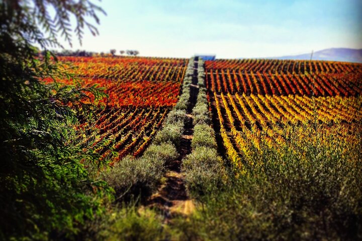 Private Tour in Douro