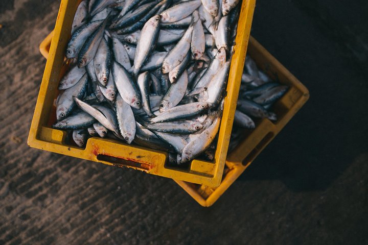 Hooked on Sesimbra