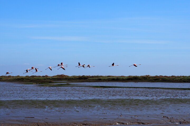 3-Hour Boat Trip and Birdwatching in the Tagus Estuary