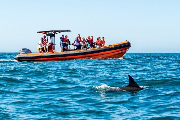 Cascais coast: Dolphin watching