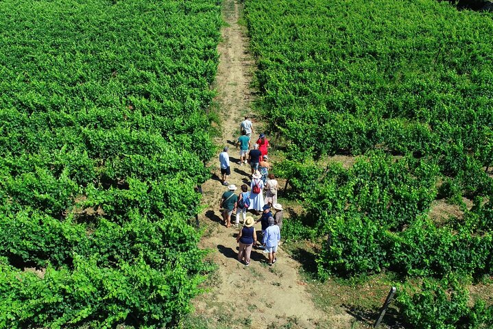 Douro Valley 3 Wine Experiences with Lunch & Optional Boat Cruise