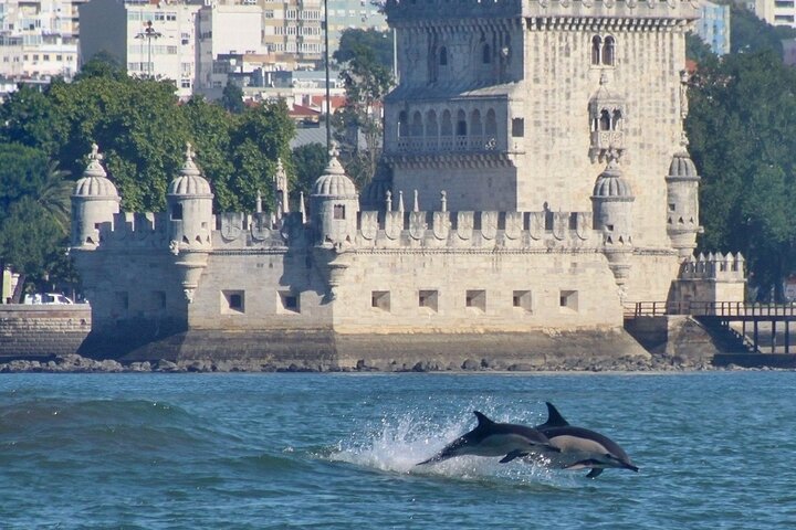 Meet the Lisbon Dolphins - Dolphin Watching in Lisbon