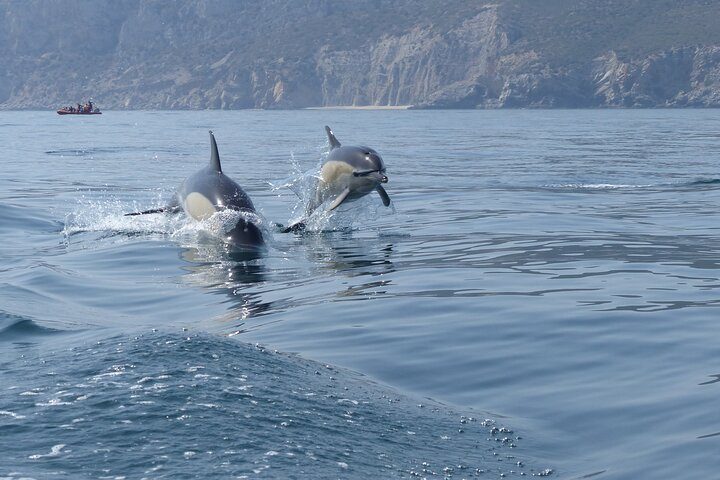 Dolphin Watching at the Arrabida (Lisbon region)