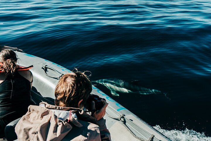 Dolphin Watching in Lagos