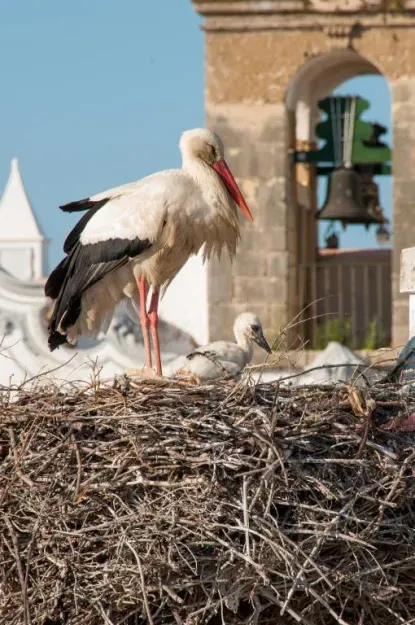 Stork Hostel