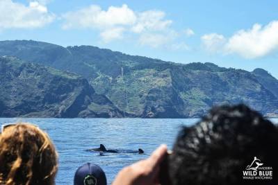 Whale Watching Porto Moniz | Calheta