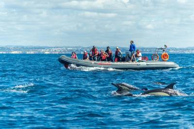 Dolphins & Caves on Rib Boat