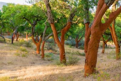 Walk on the Alentejo Cork Forest with Optional Lunch