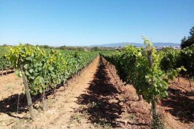 Private Algarve Wines Route