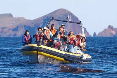 Whale & Dolphin Watching in Madeira