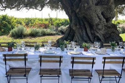 Algarve Wine Tour and Farmer's Lunch at Wine Estate