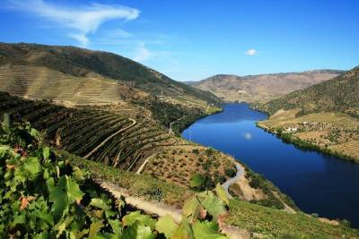 Private Douro Valley visit to three vineyards with Lunch from Porto