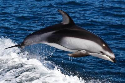Dolphin Watching + 2 Islands Tour - From Faro