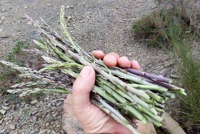 By Cerros and Asparagus- Walk along the slopes of the Guadiana harvesting asparagus.