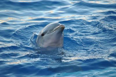 Dolphin watching and wildlife from Faro