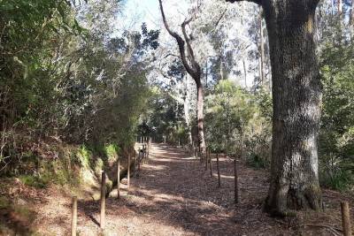 Private Guided Walk Levada Caminho para Todos Half-day