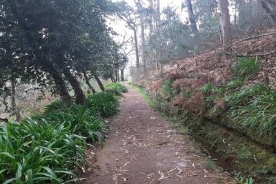 Private Guided Walk Levada da Serra do Faial - Camacha