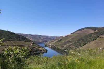 Private Tour Foz Côa and Douro: rock carvings, superb views and good wines