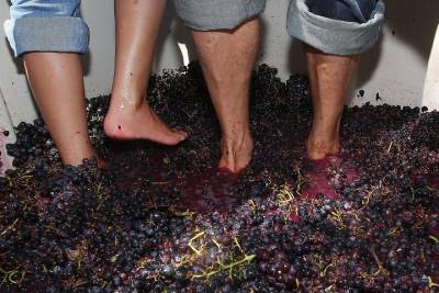 Private Douro Valley Grape Harvest Tour: Grape Stomping, Wine Tasting, Lunch