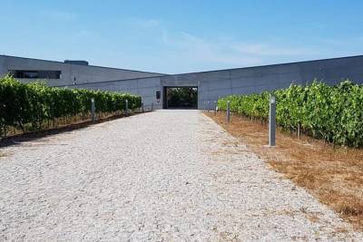 Dão Wine Region: Portuguese version on Bordeaux