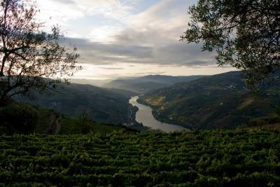 Porto:Douro Valley Wine Private Tour plus Lunch & Wine Tasting