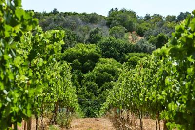 Wine Tasting Tour in Algarve Winery