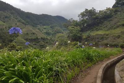 Levada Nova and Tabua Private Half-Day Walking Tour