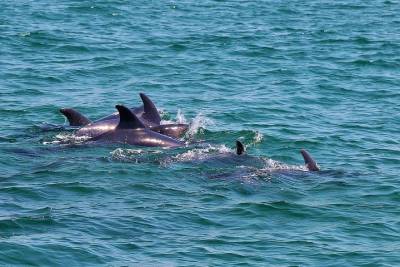 Dolphin Watching Tour by Catamaran from Lisbon