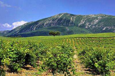 Arrabida Natural Park Full-Day Private Tour from Lisbon