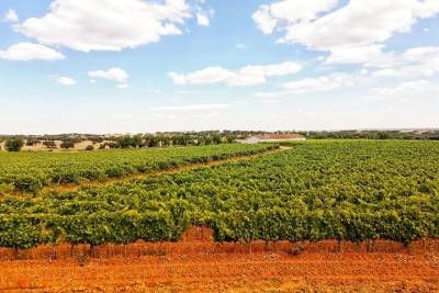 Visit of a cork forest and Vineyard with Wine tasting and lunch Included