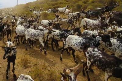 Algarvian Goat Herding