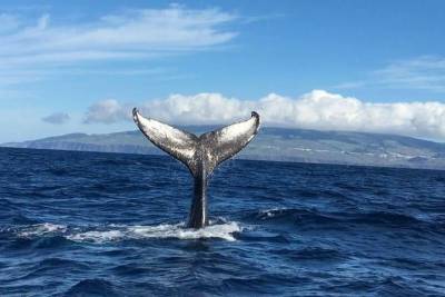 Whale and Dolphin Watching