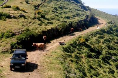 Jeep Tour Câmara de Lobos - Half day