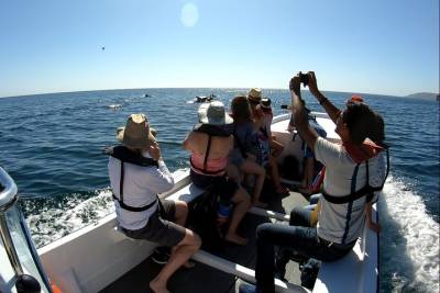 Dolphin & Arrábida Coastline Boat Tour