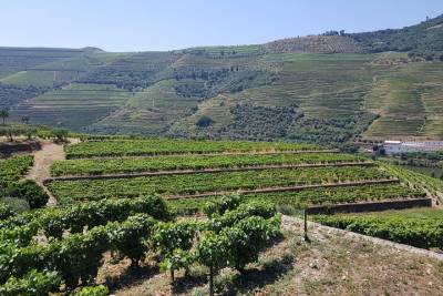 Private tour to Douro Valley from 1 to 4 passengers