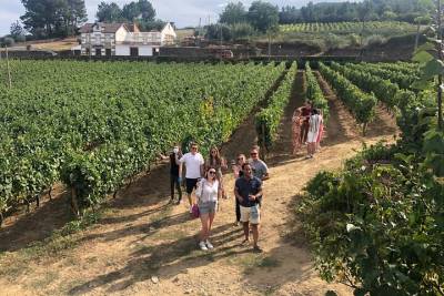 Douro Valley Tour: Wine Tasting, Lunch & River Cruise