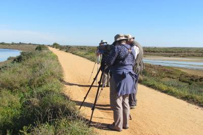 Half-day birdwatching around Tavira