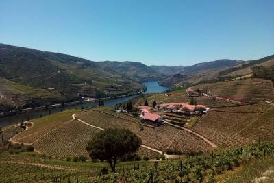 Private Douro Valley & Vinho Verde Small Group Tour: Wine Tasting, Lunch