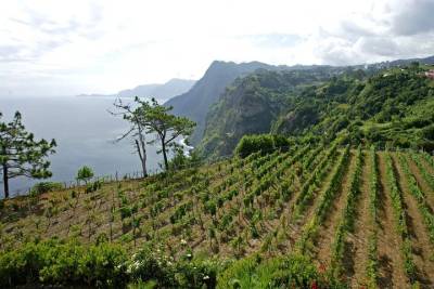 Madeira wine tasting and sightseeing private tour from Funchal