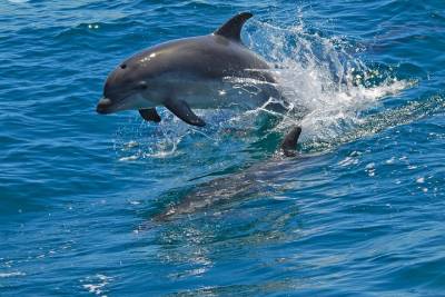 Dolphin Watching in the Wild - Half Day