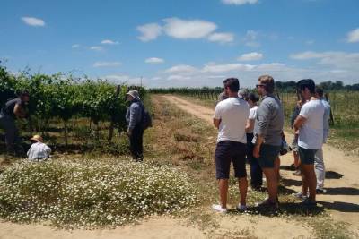 Alentejo Wine Tour from Lisbon Including Lunch