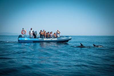 Dolphin Watching from Lagos